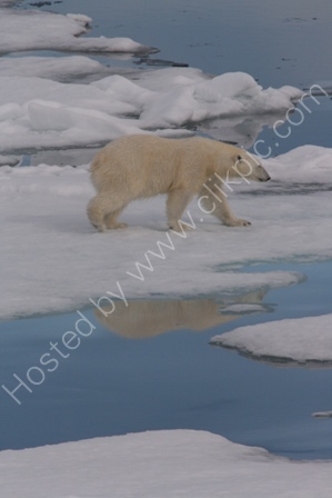 Polar Bear on an Ice Floe